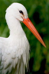 Storch