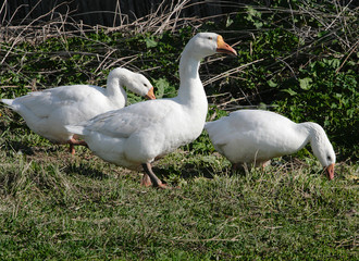 Three white rural geese on the rural road covered by a grass.