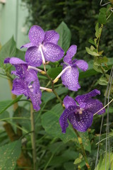fleur violette dans une serre à Honfleur