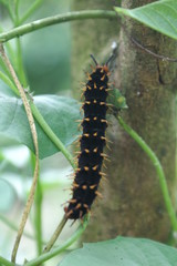 chenille noire dans une serre à Deauville