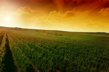 a german vineyard near the rhein river