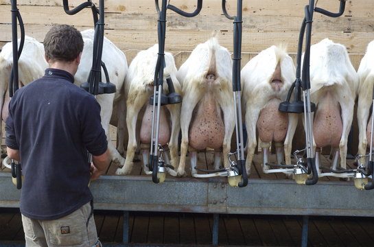 Salle de traite dans un élevage de chèvres
