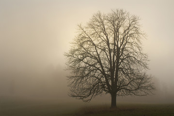 The lonely tree in a fog. Autumn morning. Warm color.