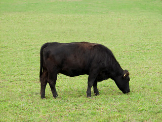 Ochse