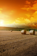 Yellow grain harvested on a farm field
