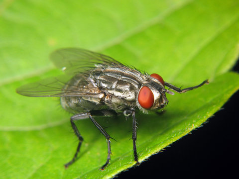 Fly
