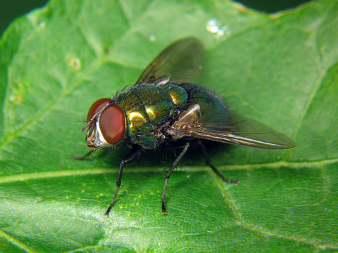Fly
