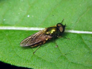 Chloromyia formosa