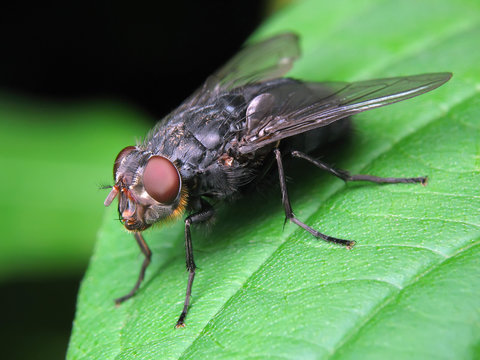 Fly