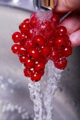 Johannisbeeren