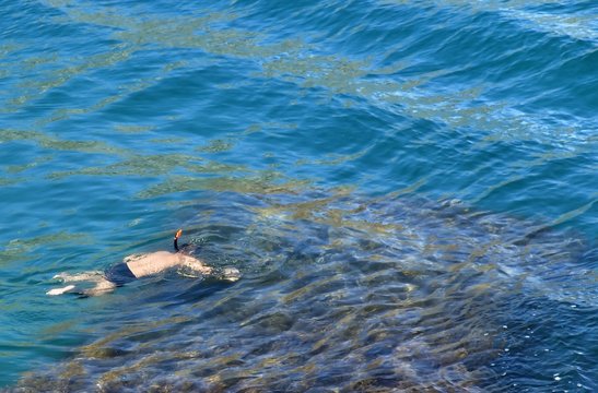 The Diver - The Man At Pure Purple Ocean Among Seaweed