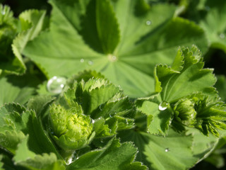 Garten nach dem Regen