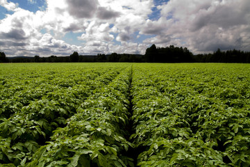 Fototapeta na wymiar Farmland filled with with potato plants