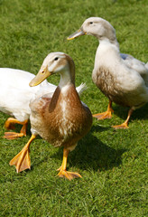 Ducks walking around in a park
