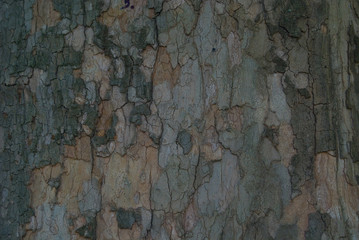 tree bark