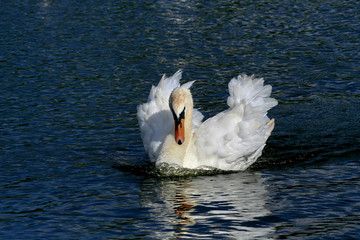 Male swan