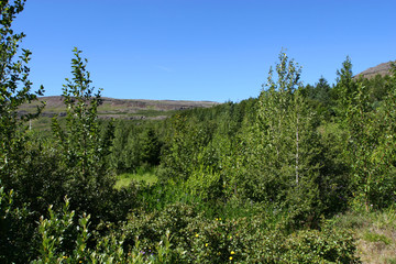 small mountain forrest in summer, 