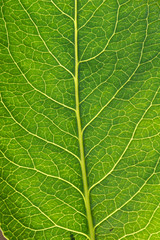 A macro of the veins in a tree leaf, great background