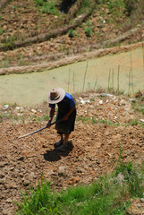 Chinese worker in a rice terrace