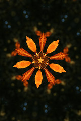Beech leaf kaleidoscope