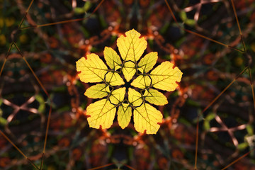 Solstice Leaf Pentacle