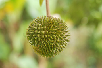 king of fruit - the durians