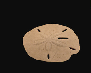 sand dollar on black