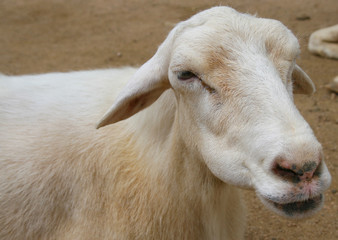 Fototapeta premium Lazy, Lambs