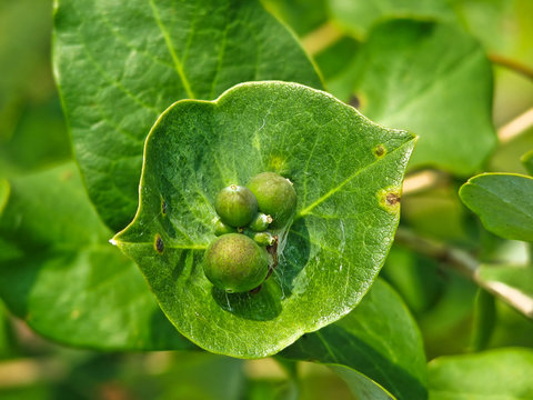 Fruitful leaf