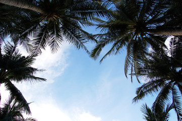 Fototapeta na wymiar palm trees border
