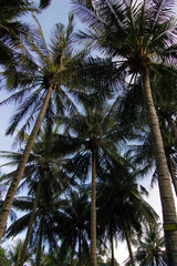 Fototapeta na wymiar upward view of palm trees