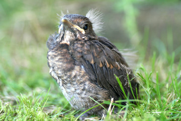 Amsel Jungtier