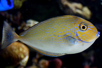Fish swimming in the sea