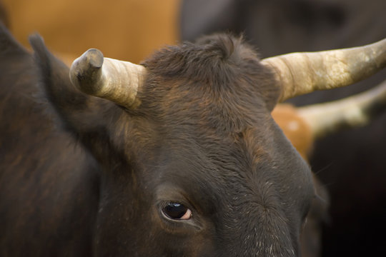 Staring Bull