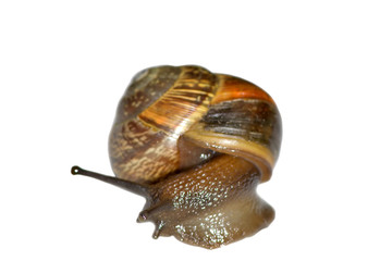 Small snail isolated on the white background