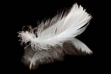 swan feather and its reflection isolated on black background