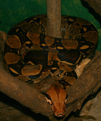 Python