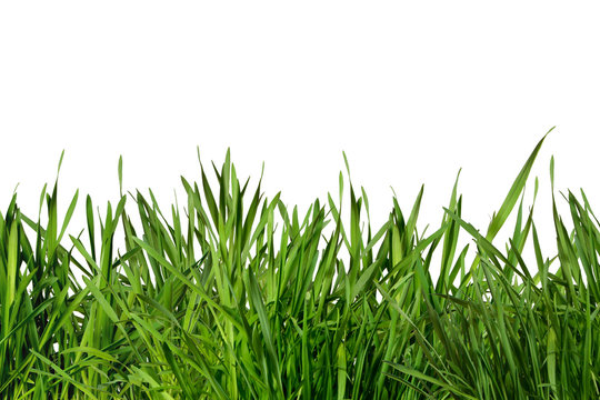 Gras
