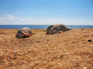Sea, sand & snails