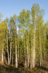Birch trees