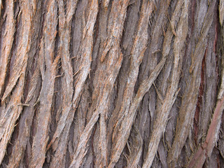 texture écorce de cryptoméria du Japon