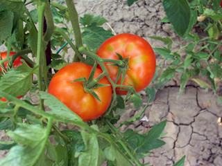 Pomodori