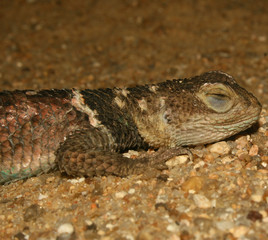 Spiny Lizard