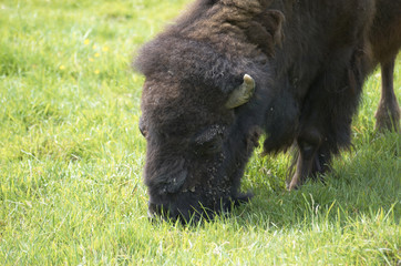 Fototapeta premium An american buffalo or Bisson, grazing in a field