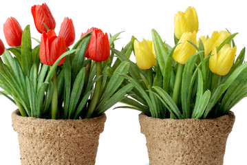 Isolated artificial Tulip with flower pot