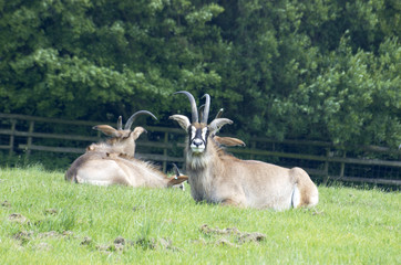 The rare Roan Antelope in awildlife park in England
