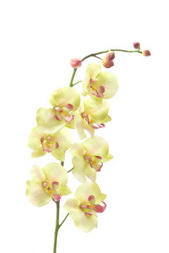 Fototapeta Green orchid on white background