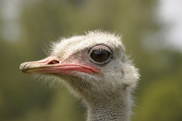 A portrait of an Ostrich with background out of focus