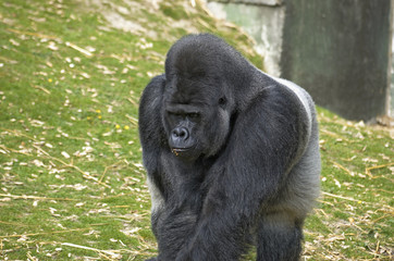 .A silver back Gorilla in a wildlife park