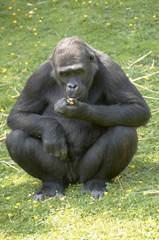 A lowland Gorilla in a Wildlife Park
